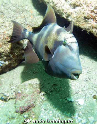 Trigger fish, Sea of Cortéz, México. by Ramón Domínguez 